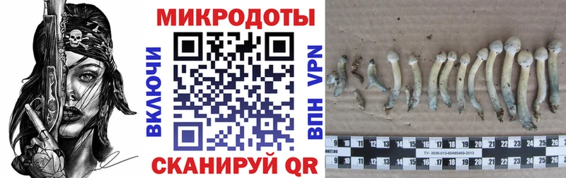 hydra ссылка  Белоусово  Галлюциногенные грибы Cubensis 